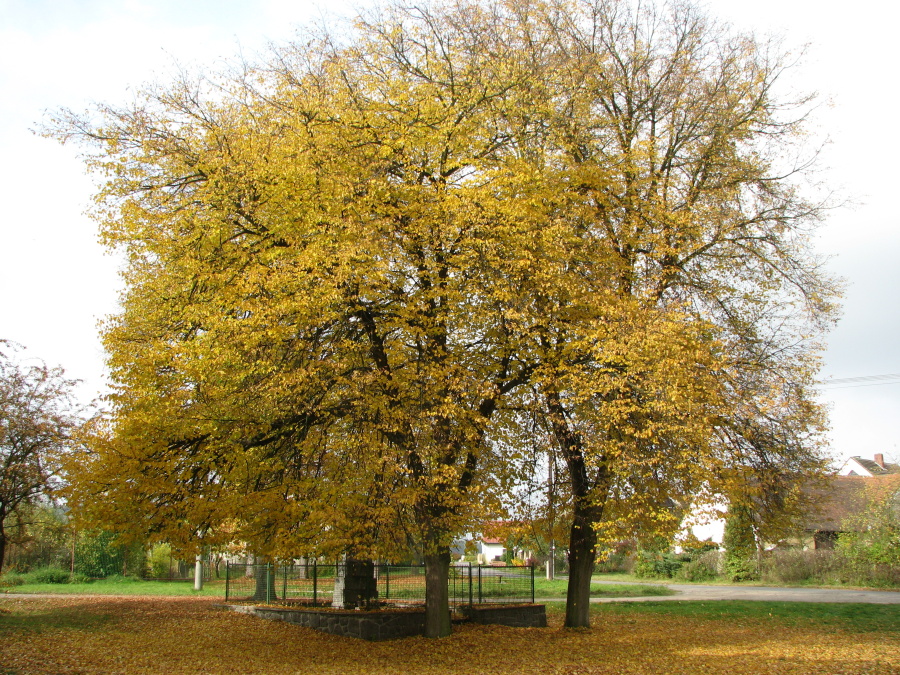 Stromy u pomníku padlých.JPG